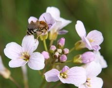 Wiesenschaumkraut-64.jpg